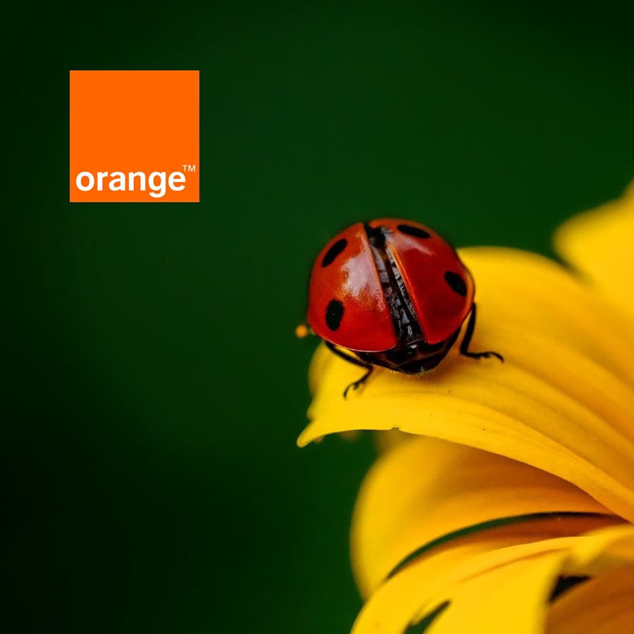 Orange z wiosenną ofertą: telewizor 55", smartfony w supercenach i HBO bez opłat