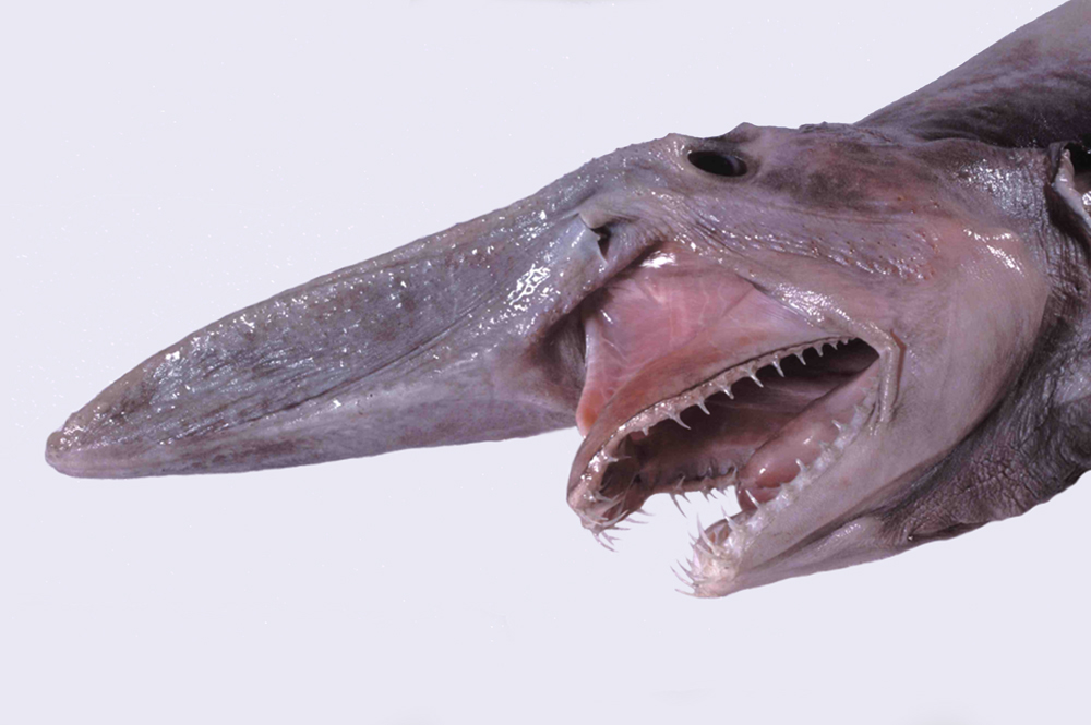 Rekin goblin: przerażająca bestia z głębin czy zabawka?