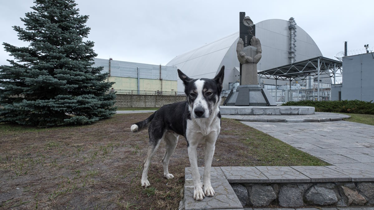 Zmutowane psy z Czarnobyla szansą dla człowieka