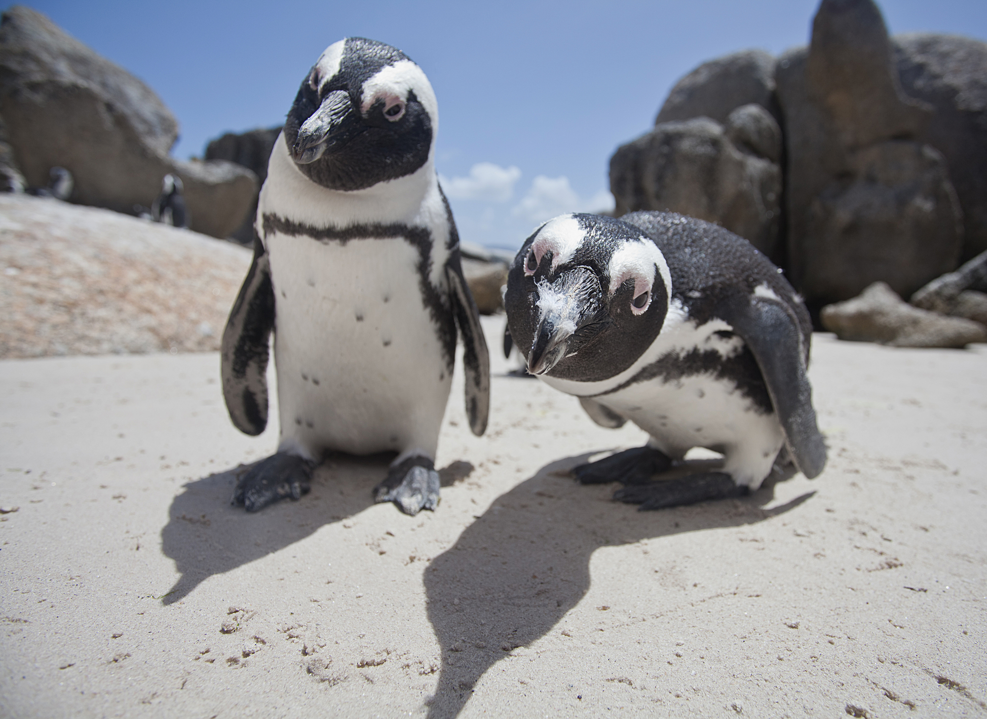 Pingwiny na całym świecie dziwią się na widok Linuxa Microsoftu