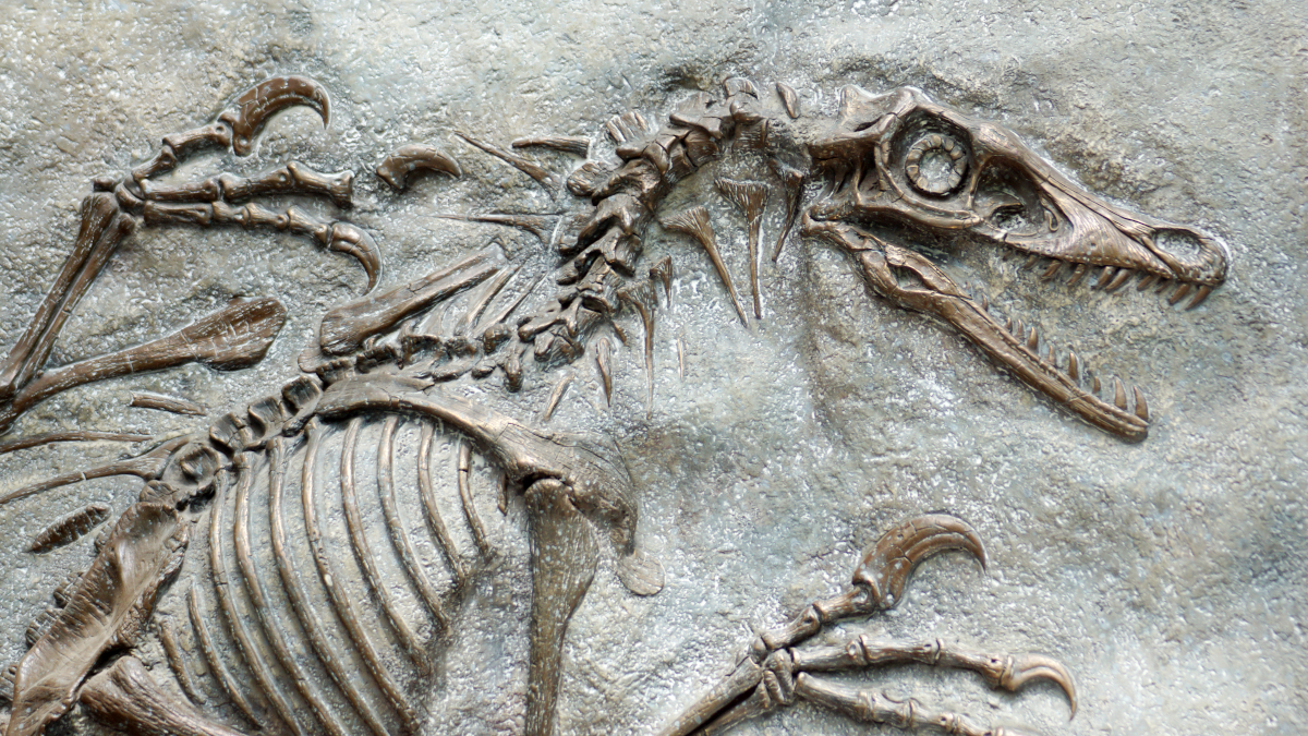 Niezwykłe odkrycie w Chinach. Dinozaury miały nieoczekiwanego wroga