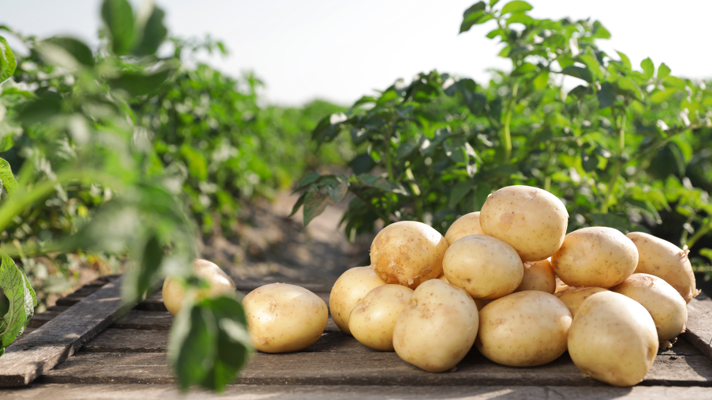Czy ziemniaki są szkodliwe? Nie ma już wątpliwości