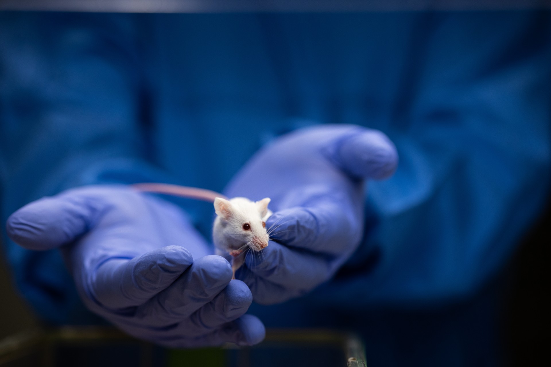 Kontrola mózgu myszy