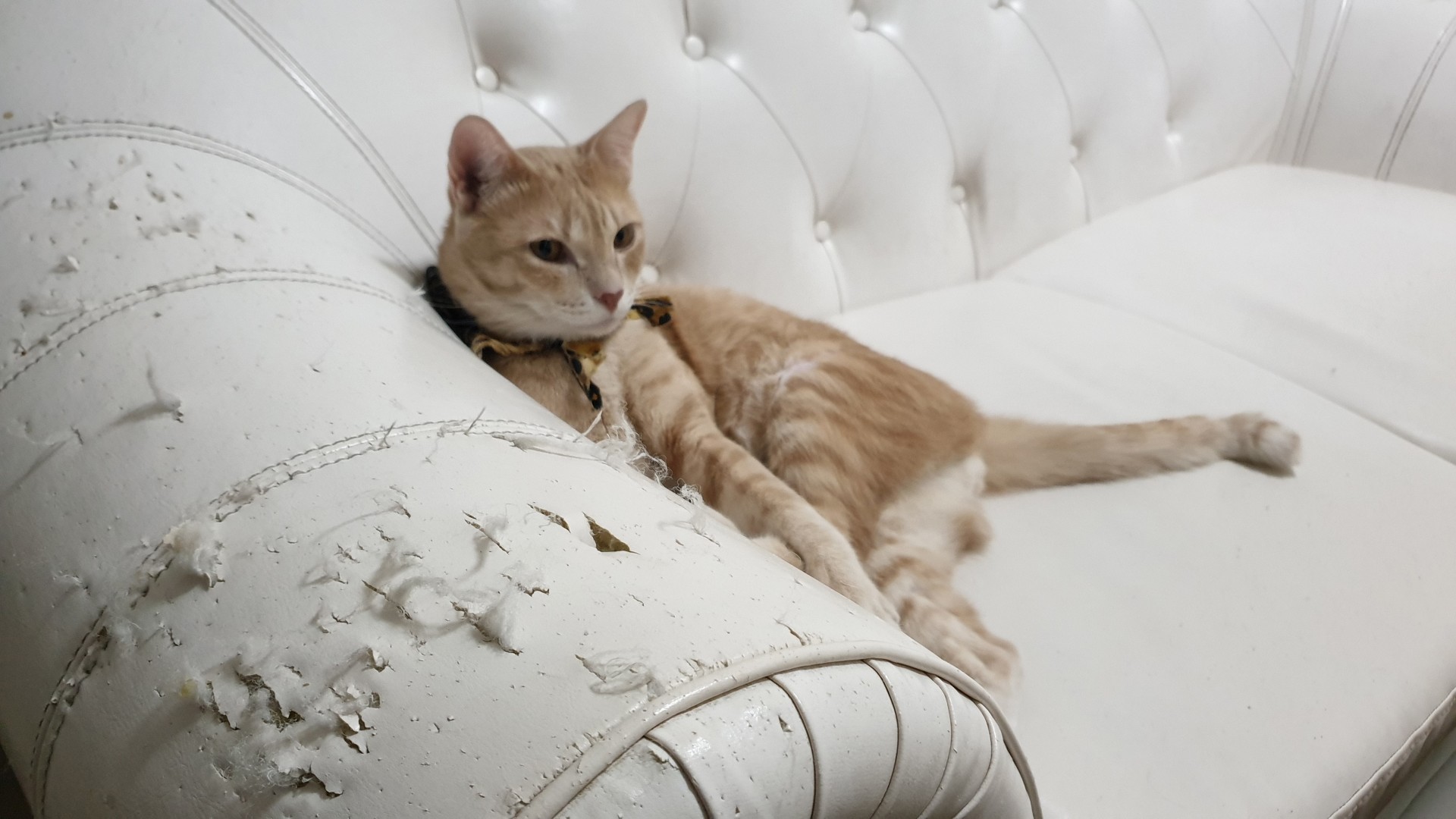 Kot niszczy meble przez stres