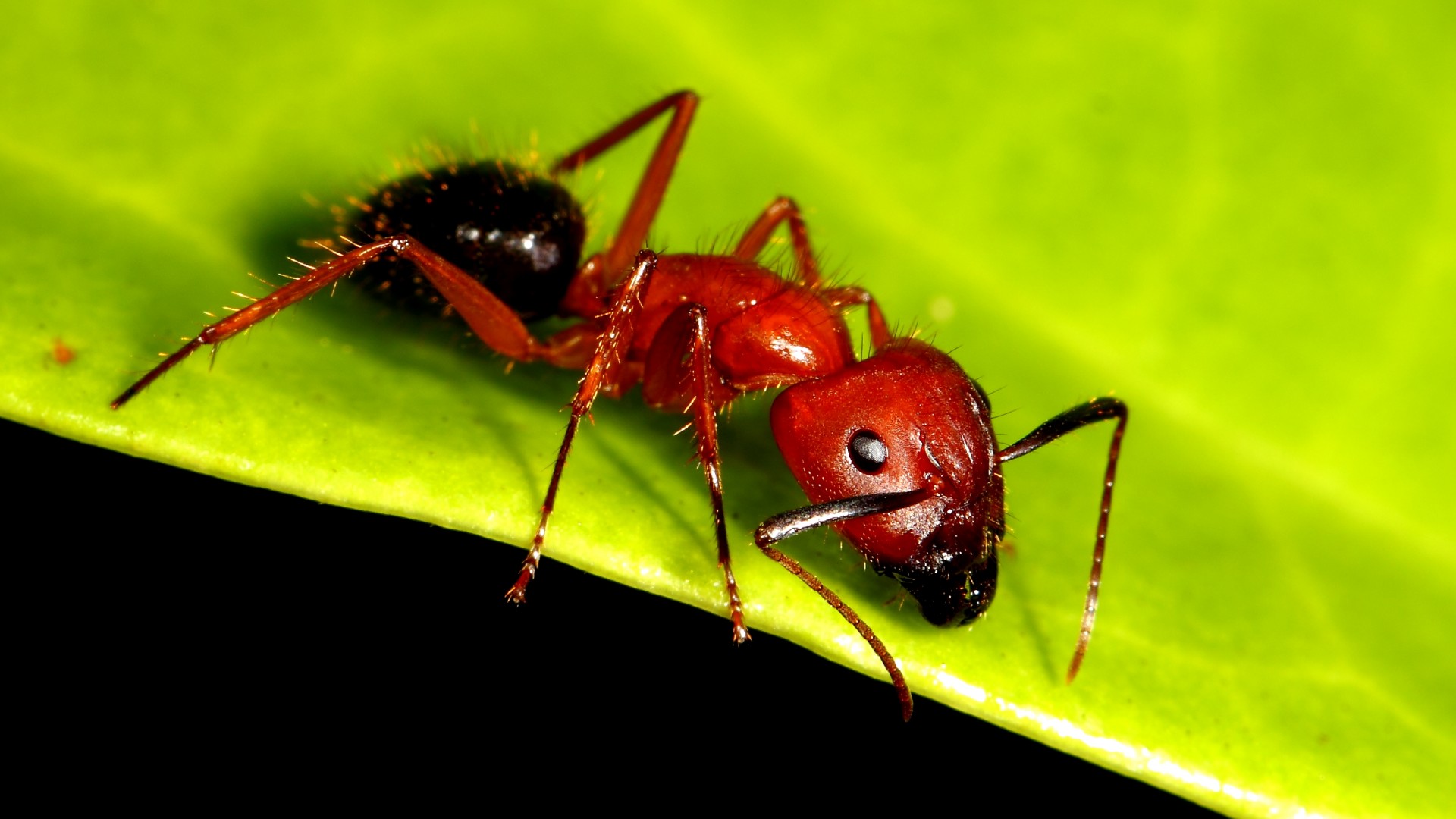 Mrówka lekarz amputacja