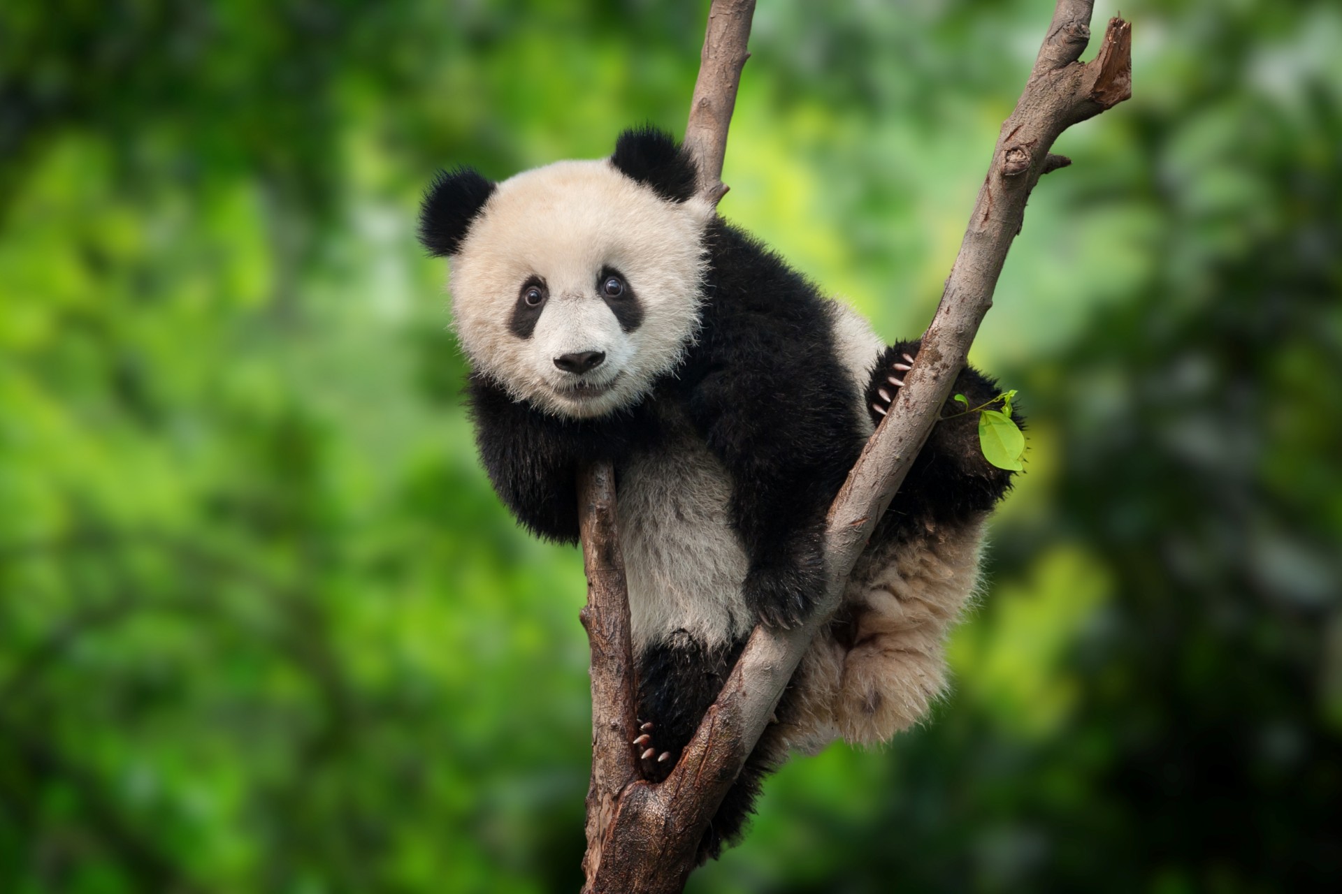 Panda Chiny USA Współpraca