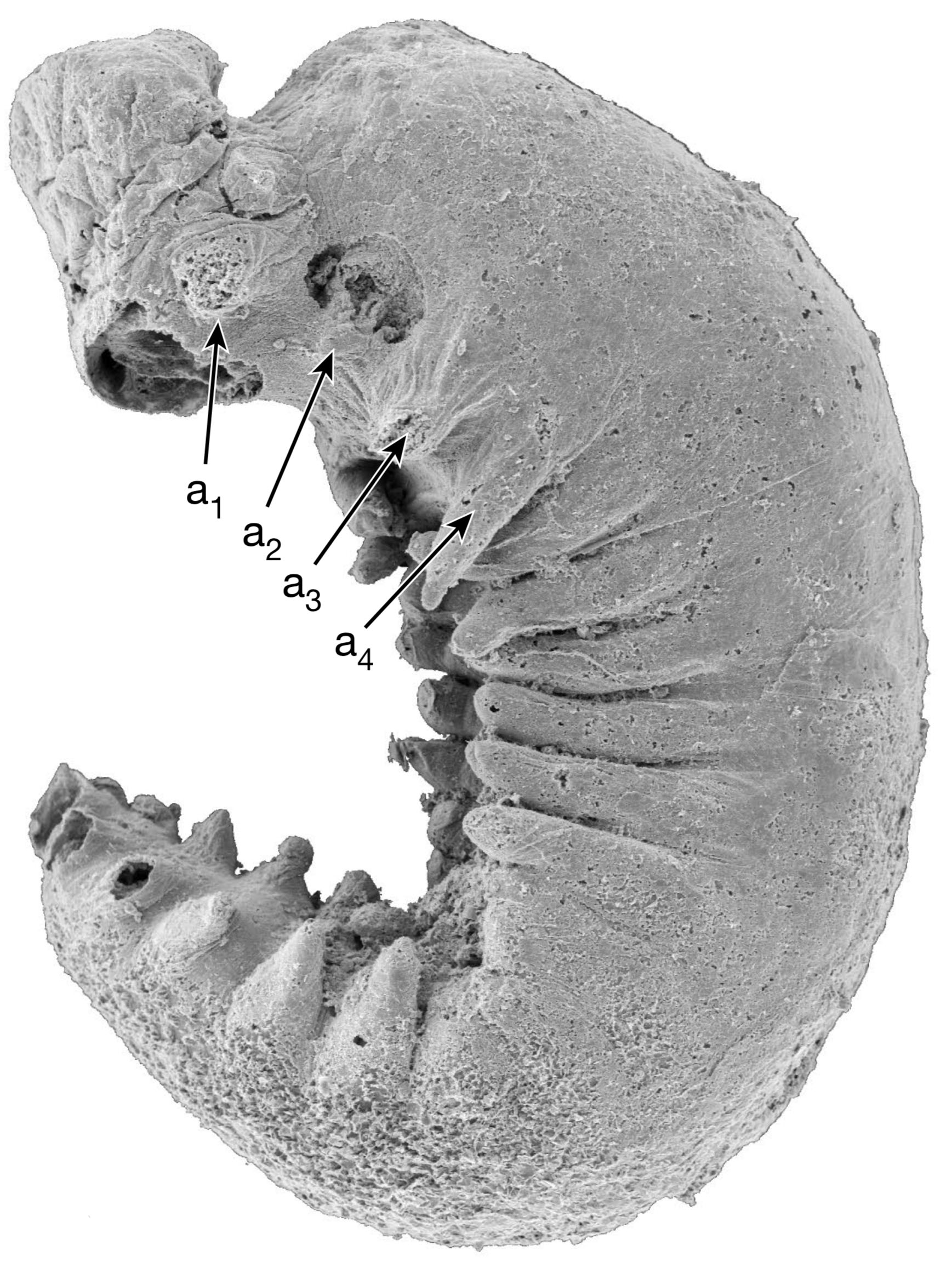 model 3D larwy Youti yuanshi