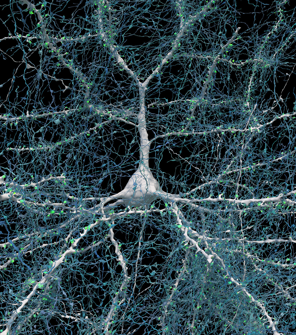 Scansione della corteccia cerebrale