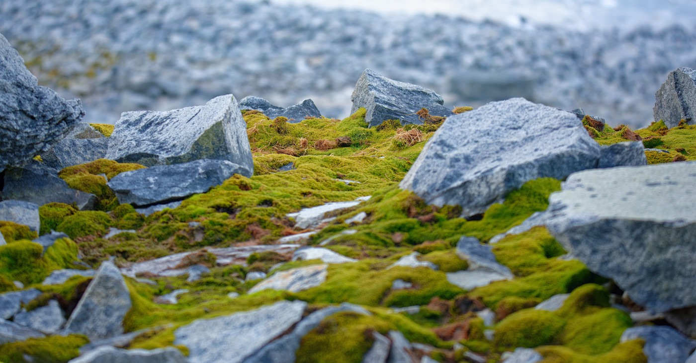 Algo extraño está pasando en la Antártida. Evidencia concluyente del cambio climático