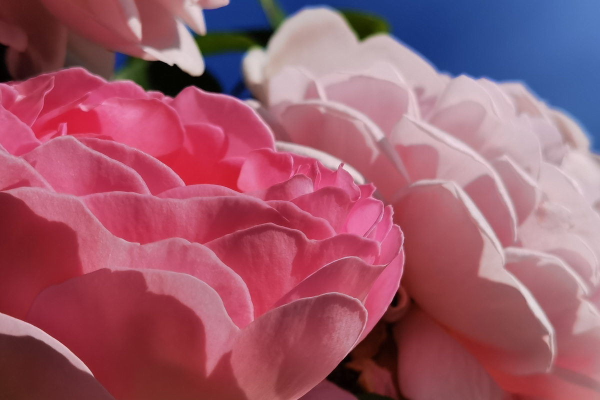 Huawei P40 Pro+ róże